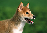 日本柴犬