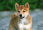 日本柴犬