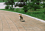 日本柴犬