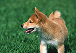 日本柴犬
