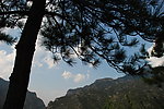 山西恒山松树