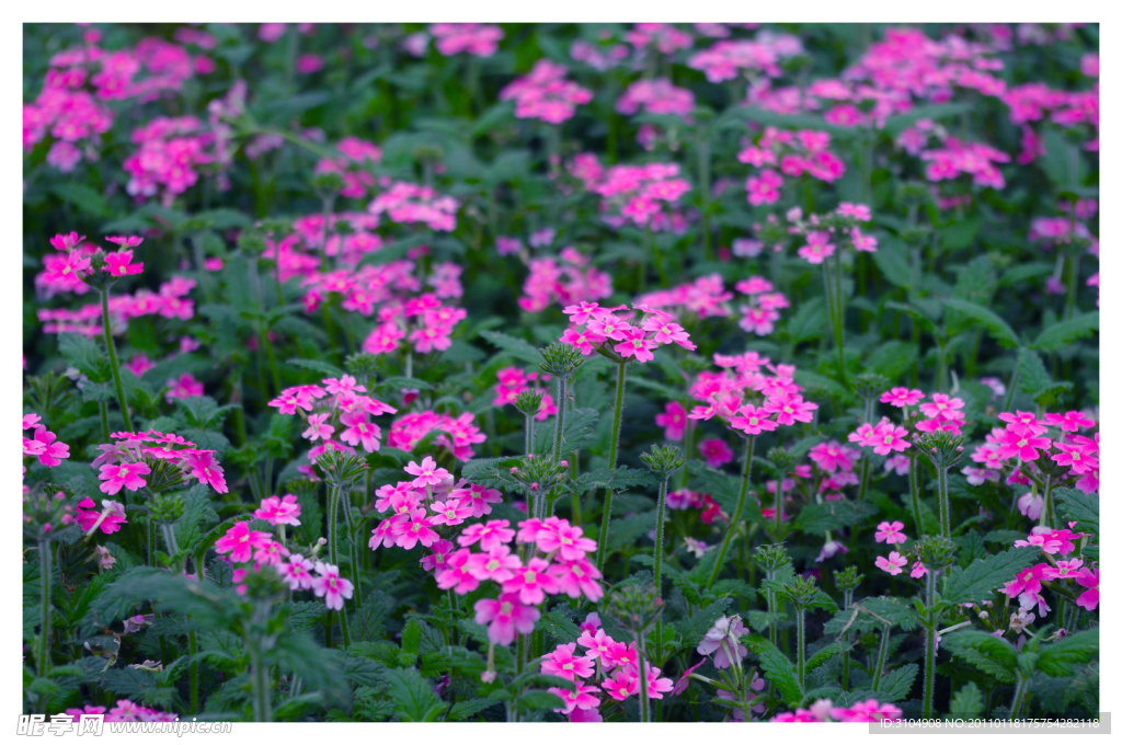 小花