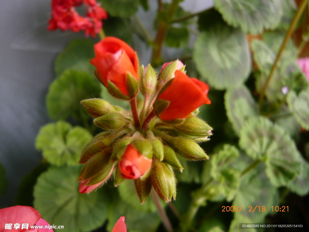 绣球花苞