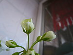 绣球花花苞