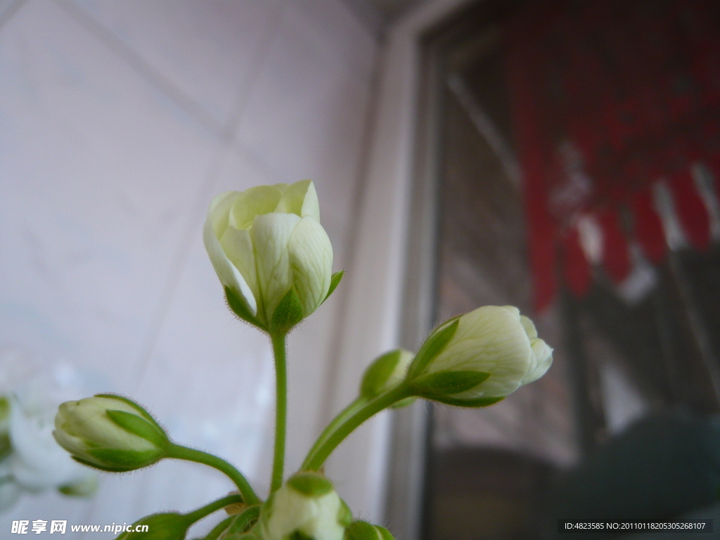 绣球花花苞