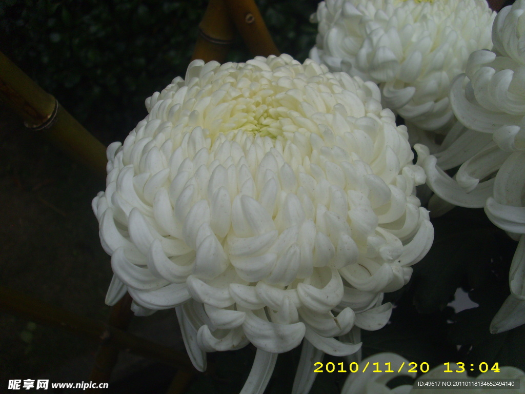 菊花