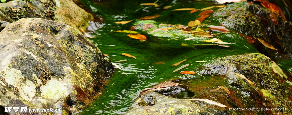 落叶溪水
