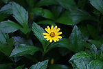 雨后野菊花