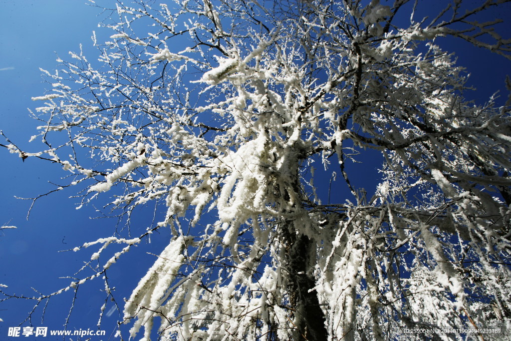 雪松