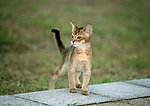豹猫