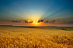 旷野小麦云彩阳光图片