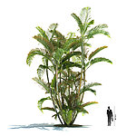三维植物模型