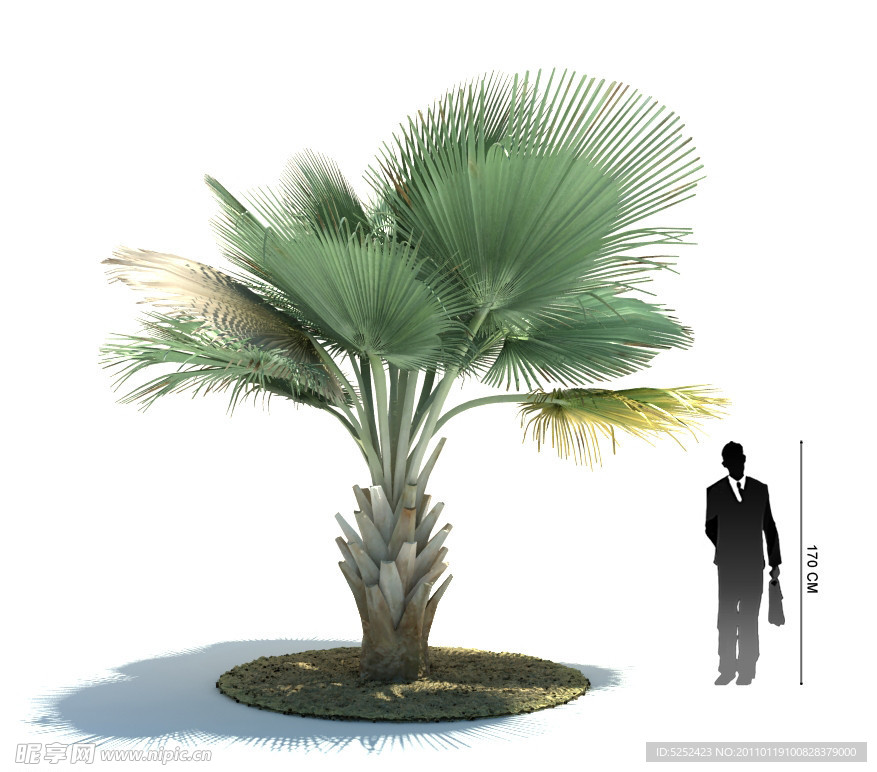 观赏植物3D模型