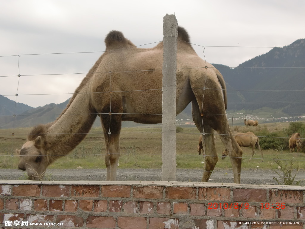 骆驼