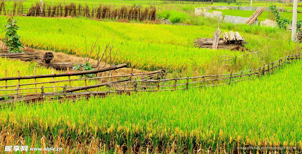 田间麦穗