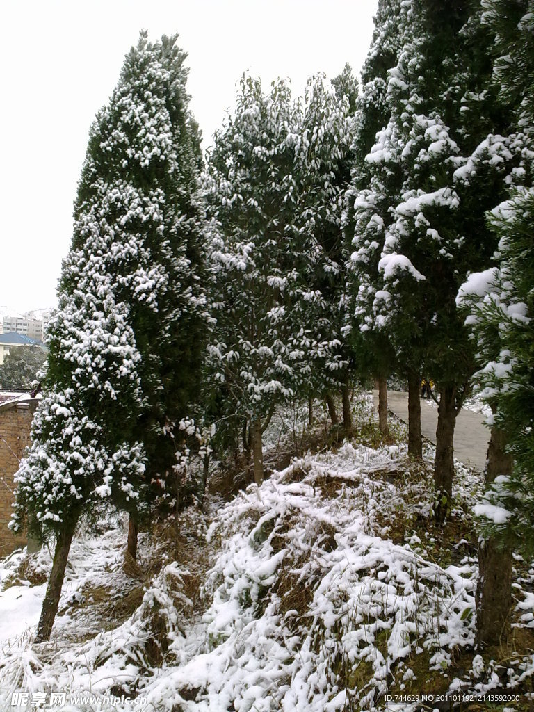 雪景 白雪 树上的雪花