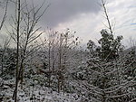 雪后的山林