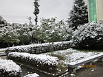 雪景 白雪 雪树 树上的雪