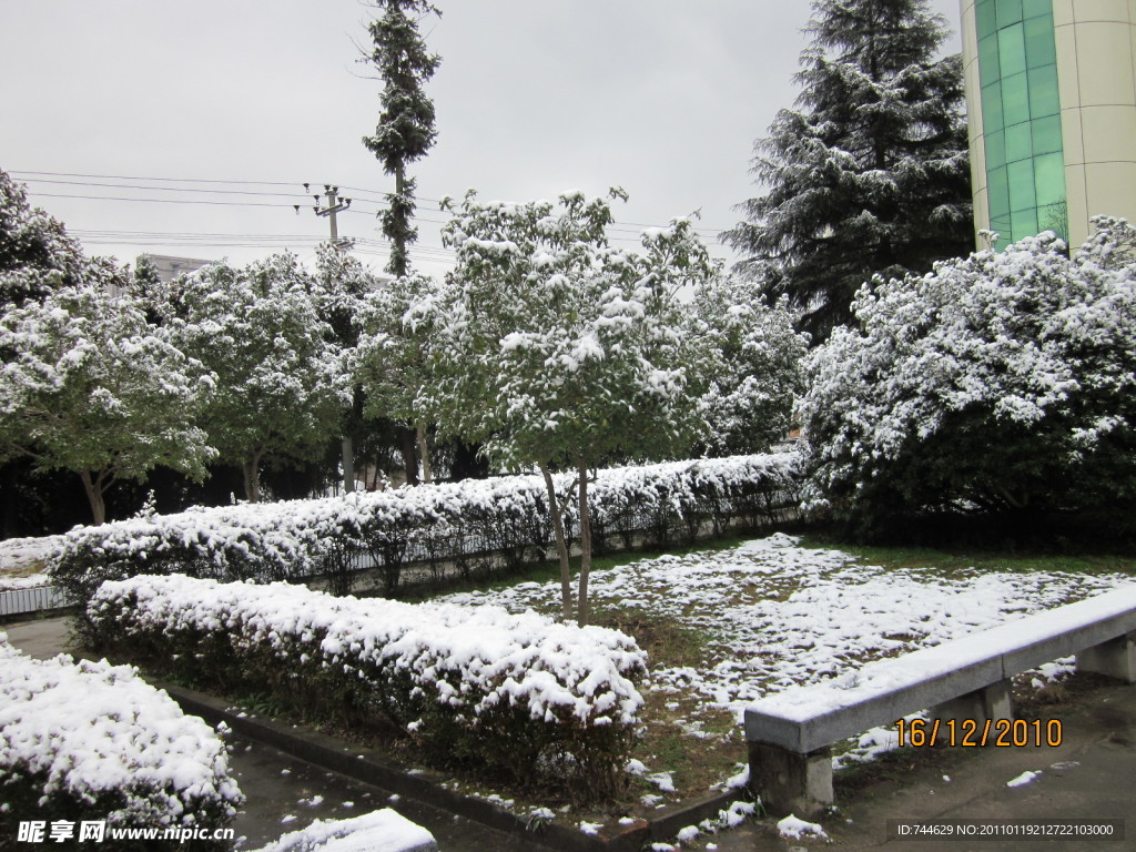 雪景 白雪 雪树 树上的雪