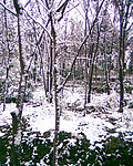 雪景 白雪 雪花 雪树 树上的雪