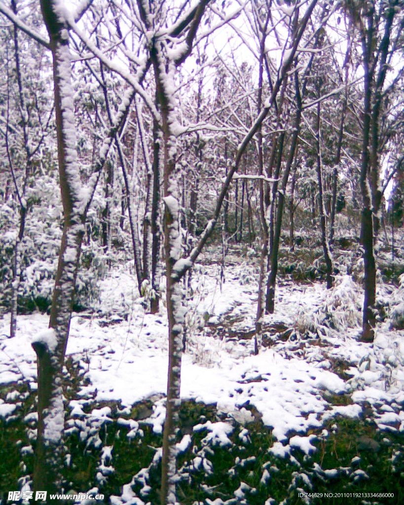 雪景 白雪 雪花 雪树 树上的雪