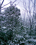 雪景 白雪 树上的雪花