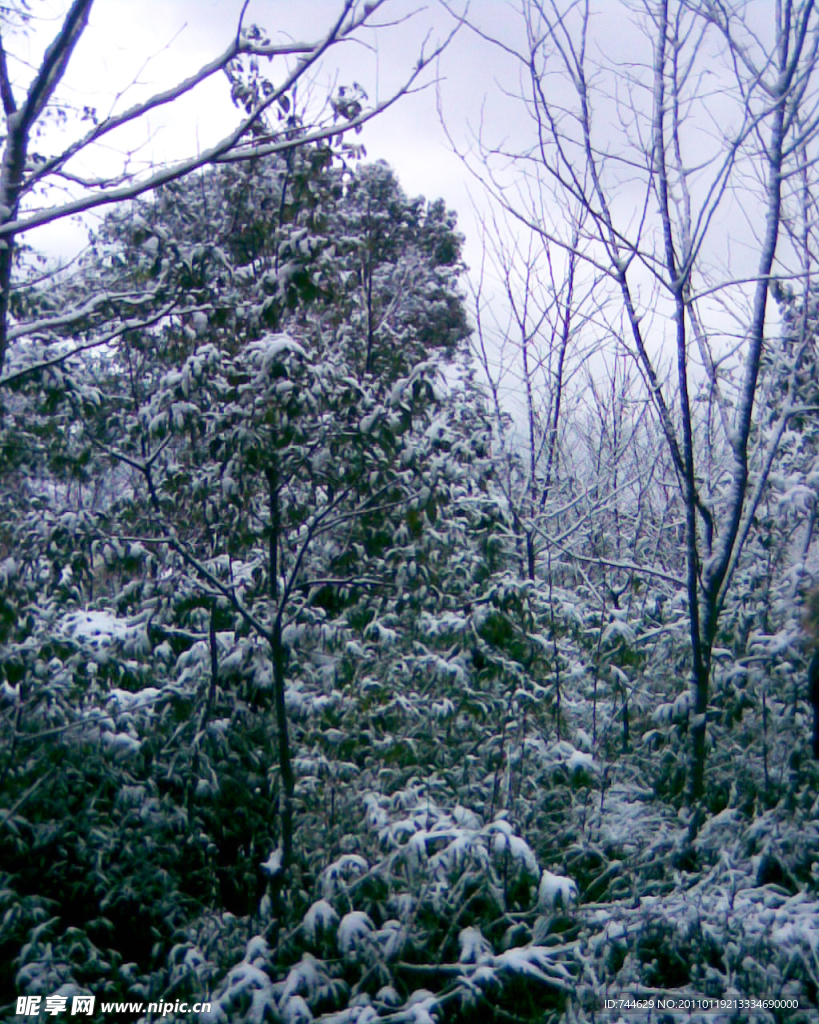 雪景 白雪 树上的雪花