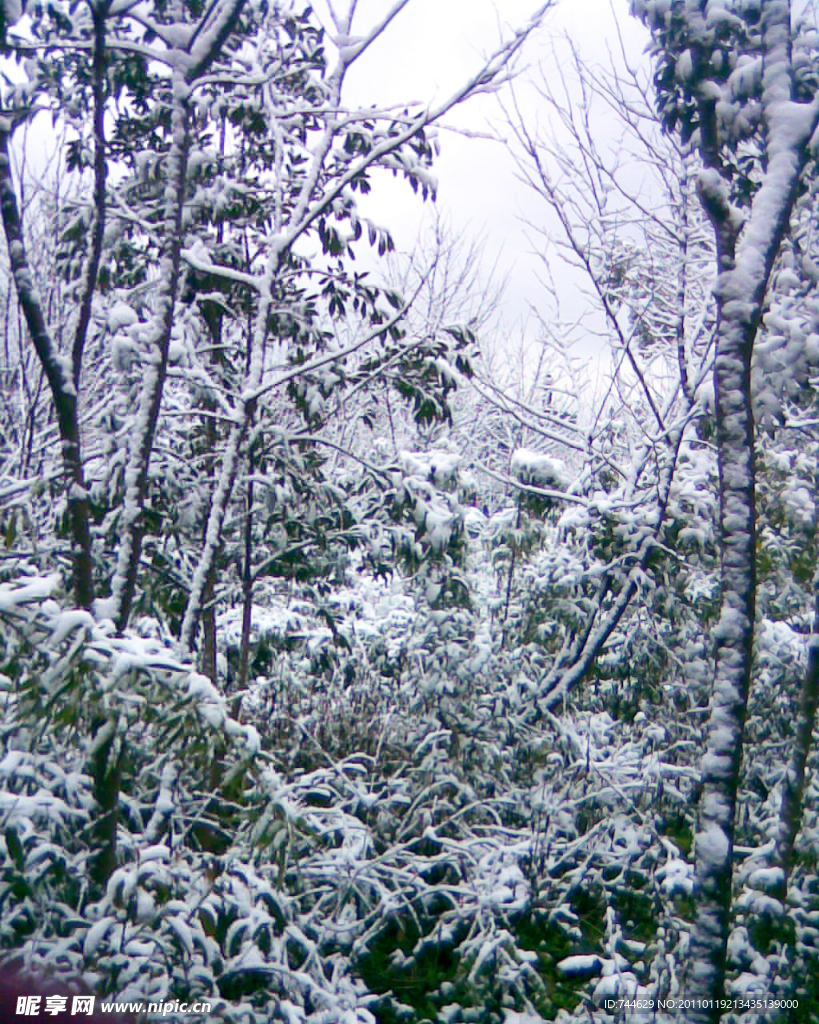 雪景 雪树 树上的雪