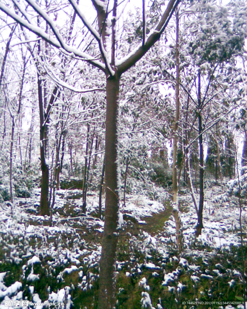 雪景 白雪 雪 树