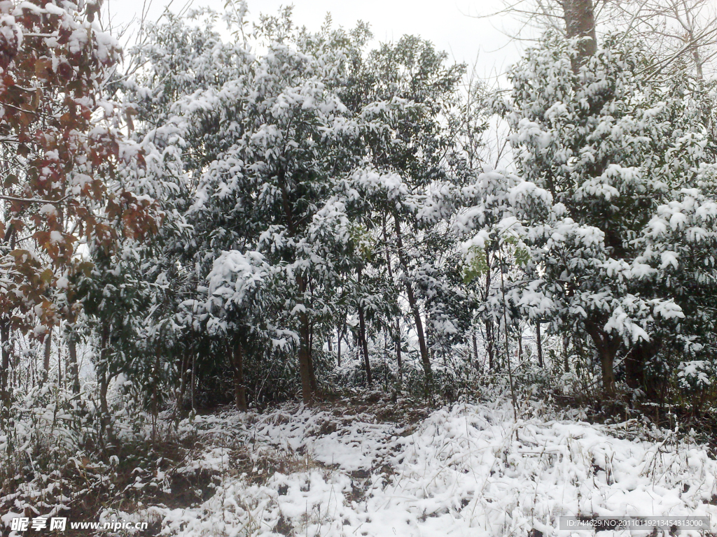 雪景 白雪 雪树 漂亮的雪