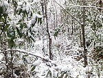 雪景 大雪 雪树 树上的雪