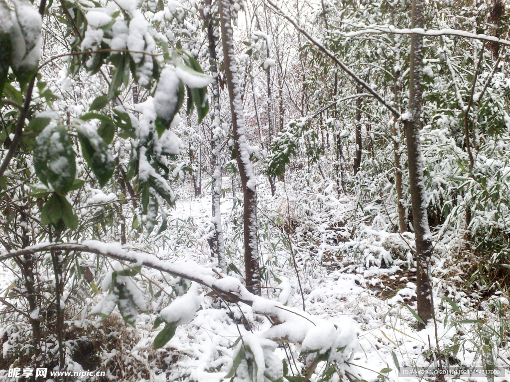 雪景 大雪 雪树 树上的雪