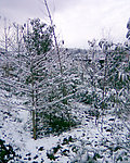 雪景 白雪 树上的雪花