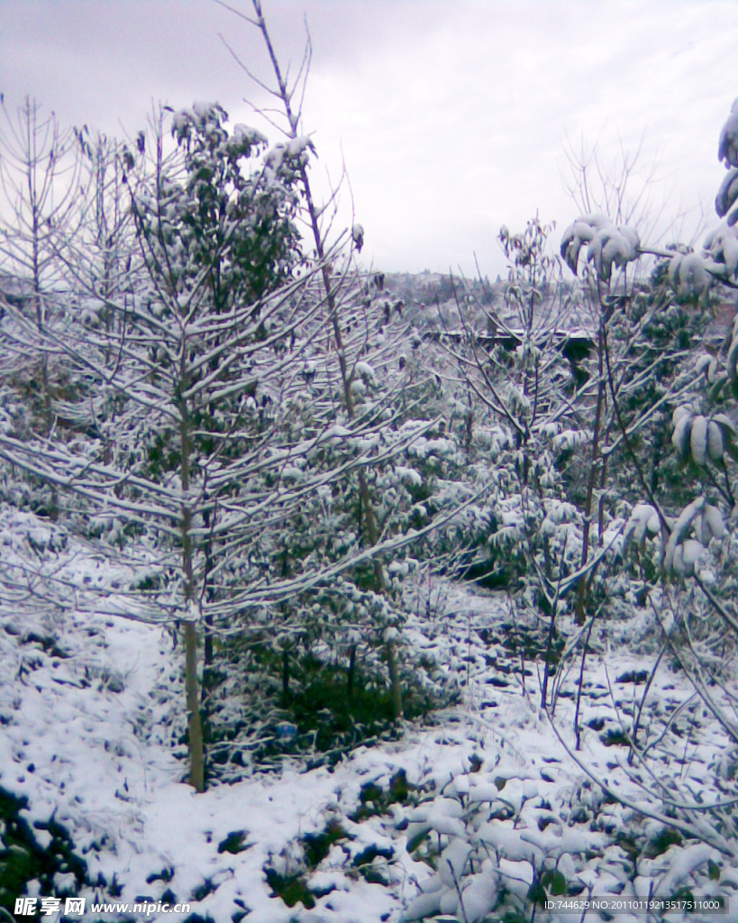 雪景 白雪 树上的雪花