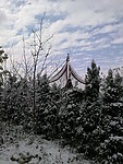 雪景 白雪 雪树 树上的雪