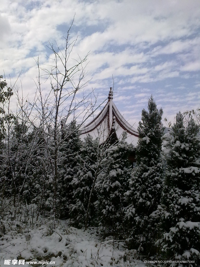 雪景 白雪 雪树 树上的雪