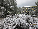 雪景 白雪 雪树 树上的雪