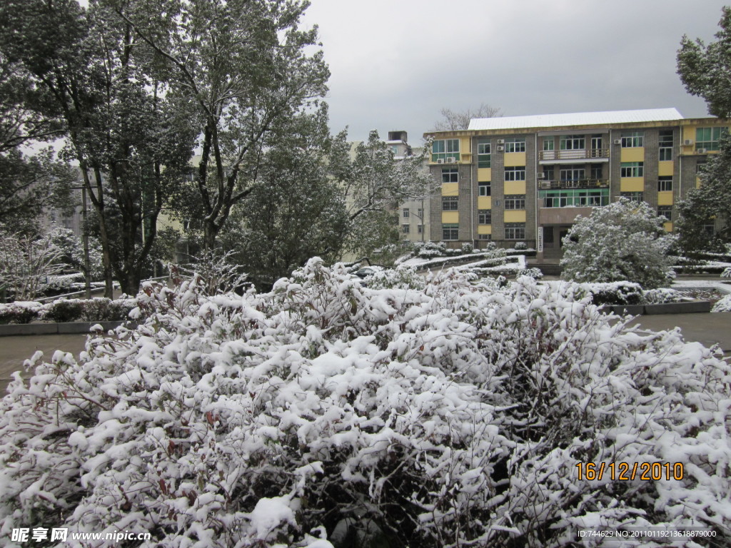 雪景 白雪 雪树 树上的雪