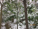 雪景 白雪 大雪 雪树 树上的雪 漂亮的雪