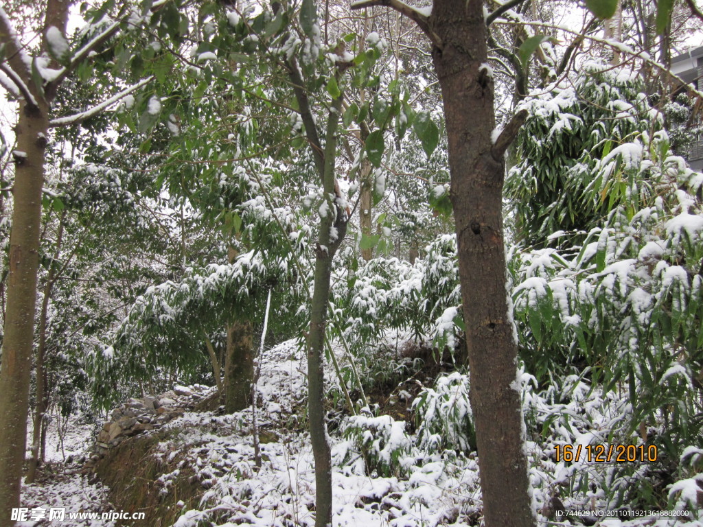 雪景 白雪 大雪 雪树 树上的雪 漂亮的雪