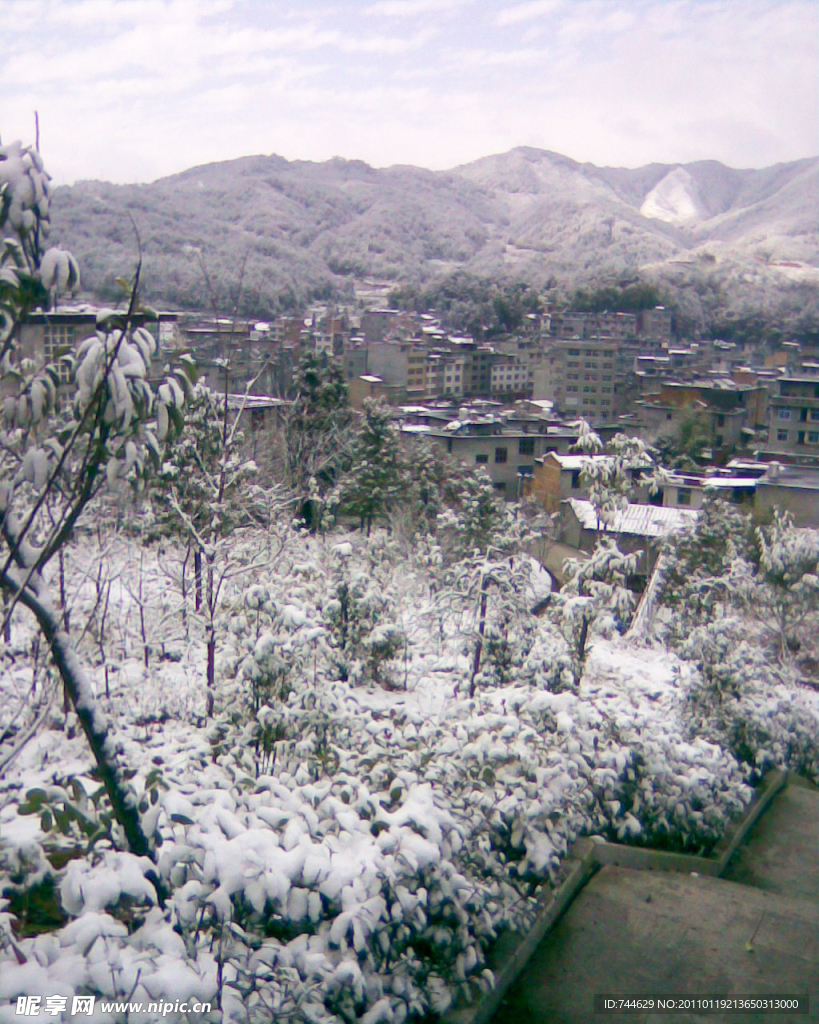 雪景 白雪 雪树 树上的雪