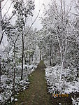 雪景 白雪 雪树 树上的雪