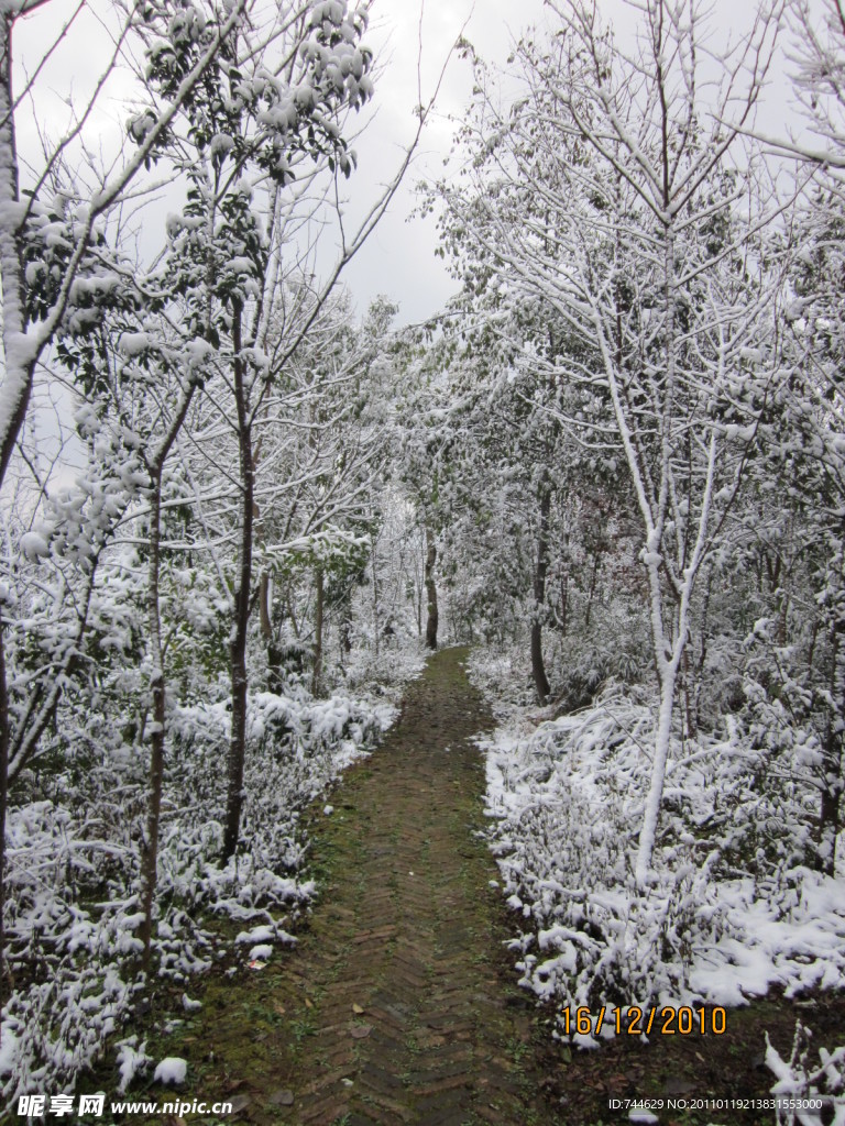 雪景 白雪 雪树 树上的雪