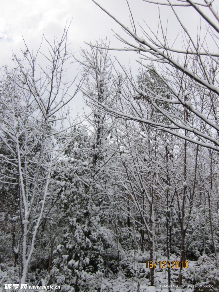 雪景 白雪 雪树 树上的雪