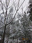 雪景 白雪 树