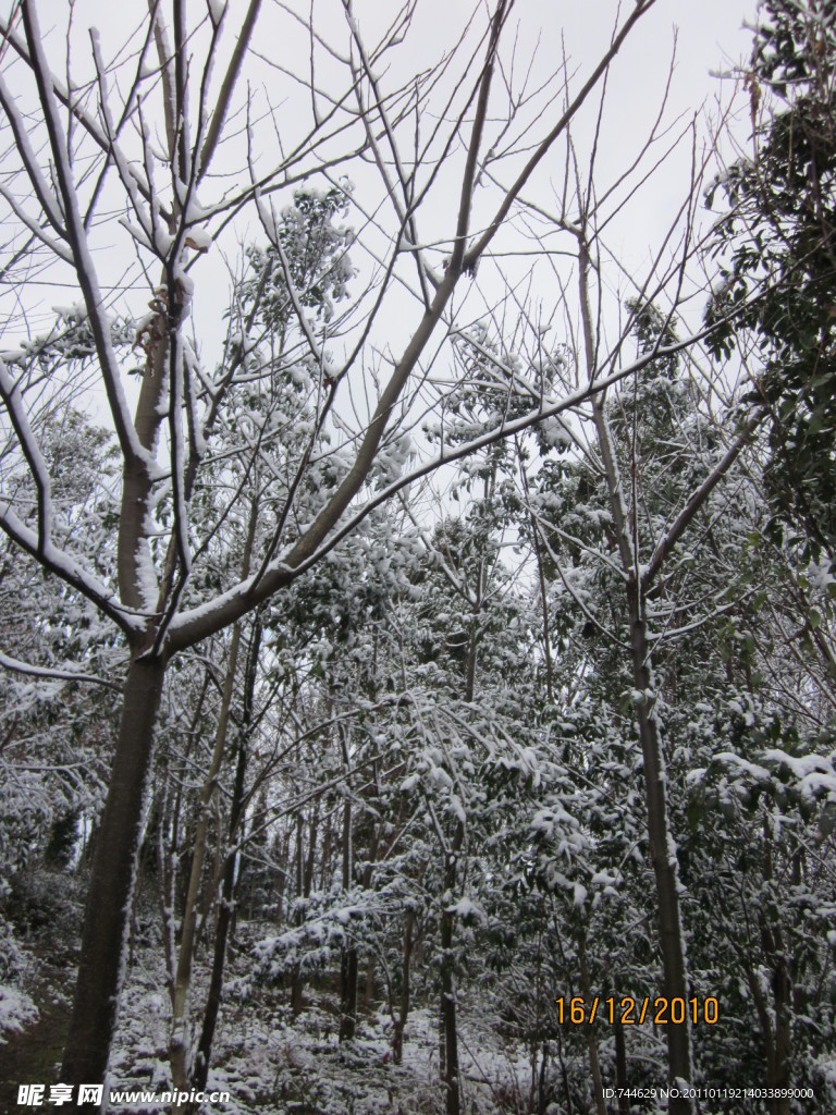 雪景 白雪 树