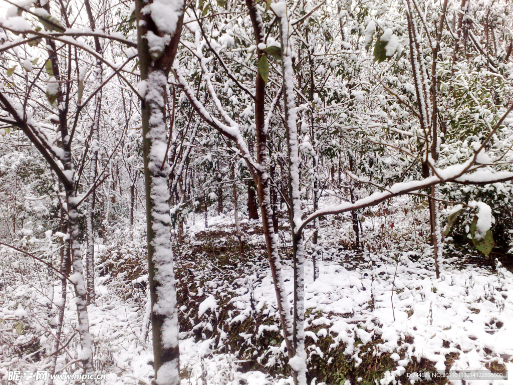 雪景 白雪 雪树 树上的雪