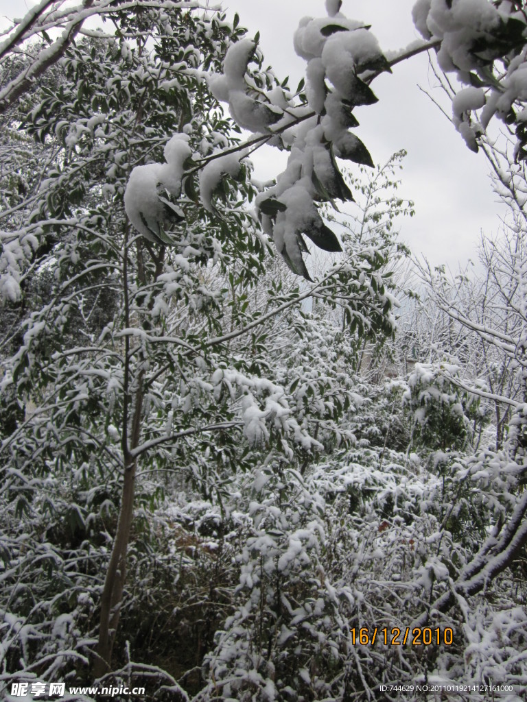 雪景 白雪 树上的雪 漂亮的雪