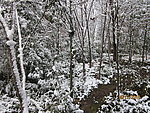 雪景 树上的雪