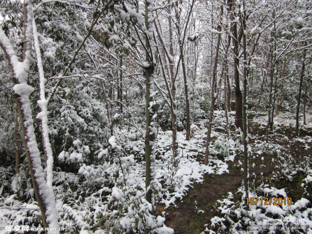 雪景 树上的雪